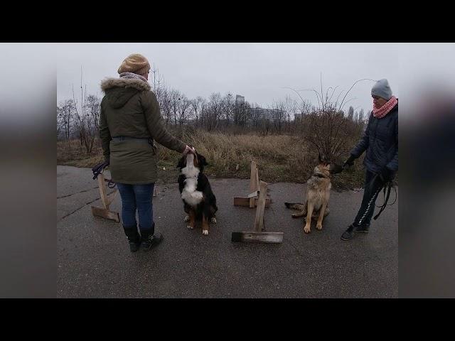 Дрессировка бернского зенненхунда и овчарки