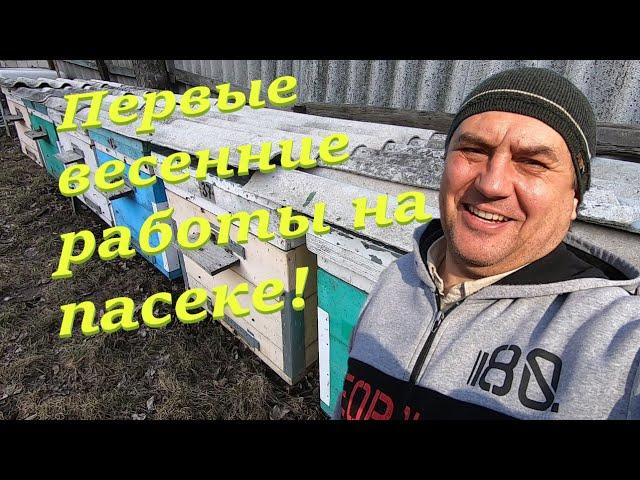 Первые весенние работы на пасеке, первая пыльца, пчела полетела, орешник запылил!