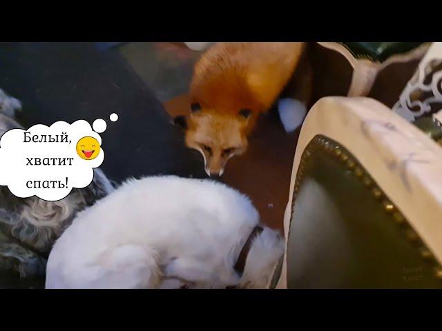 Alice the fox. Fox is cleaning up the kitchen. Funny moments.