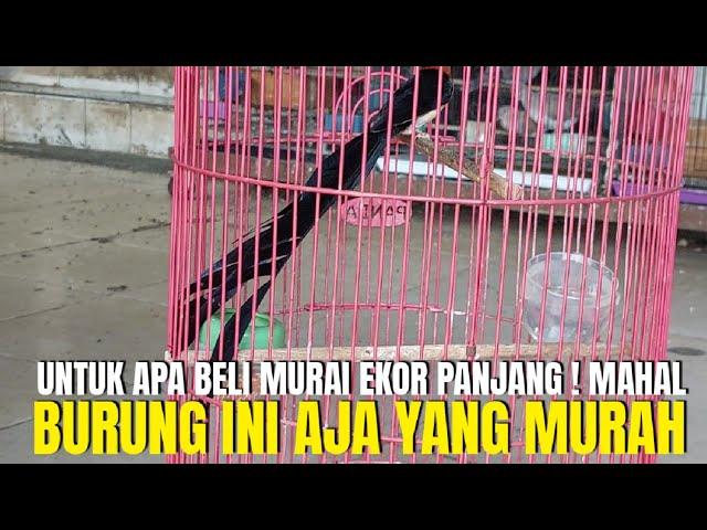 UNTUK APA BELI MURAI BATU EKOR PANJANG ! MAHAL ! BURUNG INI AJA YANG MURAH