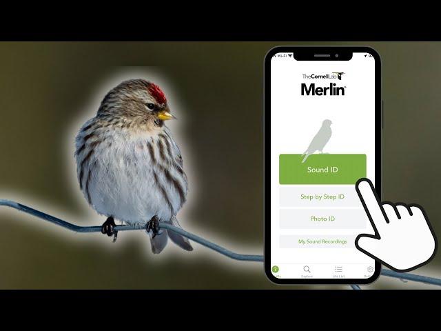 This Bird ID App Will Make You a Master Birder in Minutes!