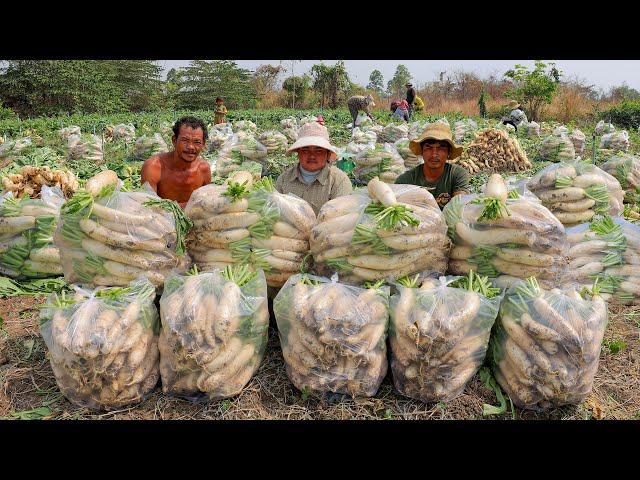 How to Grow White Radishes from Seed to Fast Harvest in My Village - Farming Complete Guide