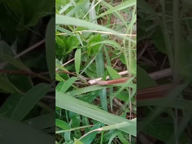 Leechis walking in grass#shorts #animals #viral #youtubeshorts