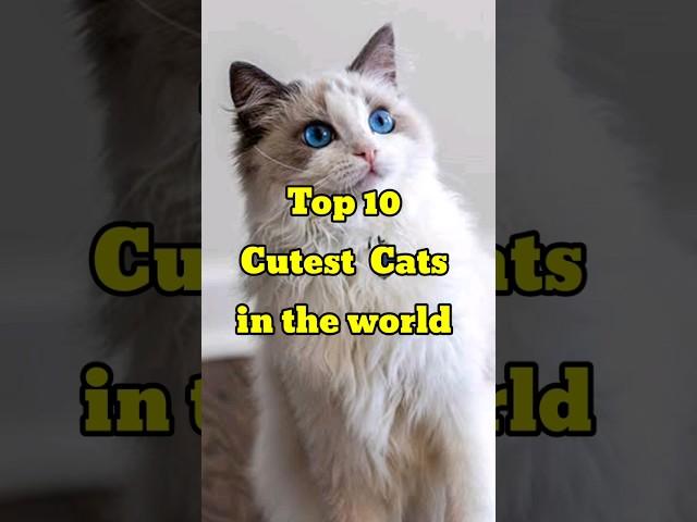 Top 10 Cutest cat breeds in the world