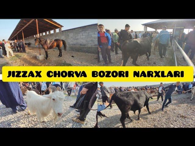 JIZZAX OSIYO MOL QO'Y BOZORI NARXLARI ЖИЗЗАХ ОСИО ЧОРВА НАРХЛАРИ #ozod #жиззах #rek