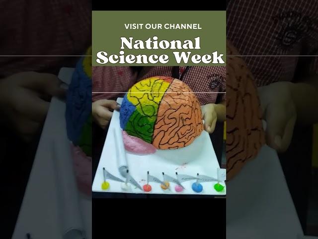 Brain new model in science exhibition easy #Shorts #ujancreations