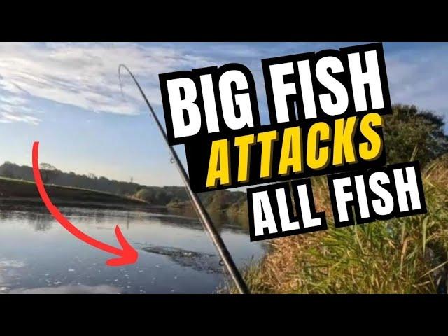 INSANE PIKE ATTACKS FISH