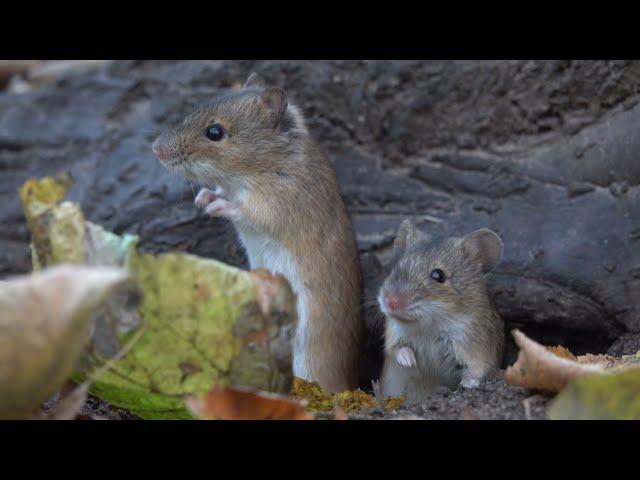 Мыши тоже умеют вставать в стойку / Mice also know how to stand up