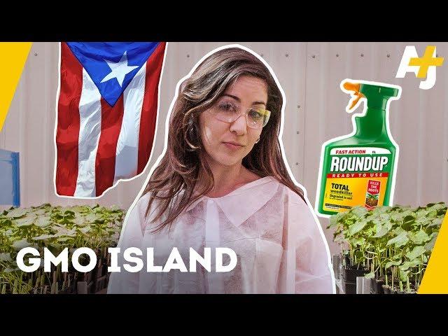 What is Monsanto doing in Puerto Rico? | AJ+