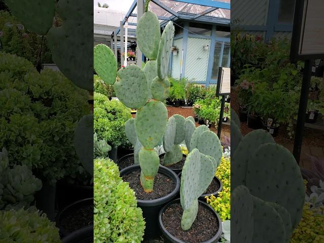 Cactus Can be Artistic Too! #cactus #viralshort #shortsvideo  #plants #gardentricks