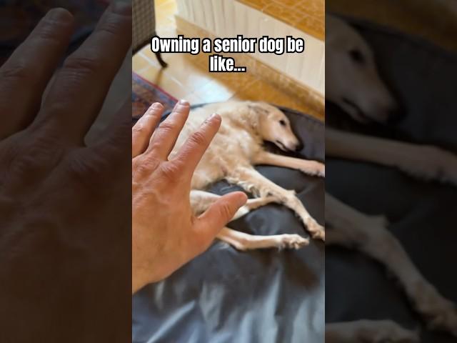 Many times a day too #borzoi #bigdog #olddog #senior #care #love #doglife