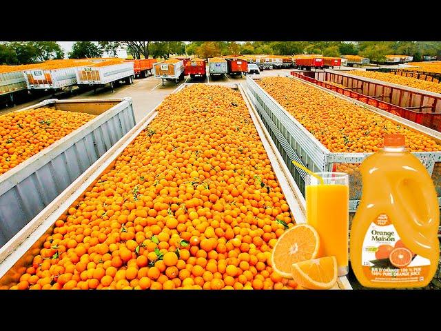 How Orange Juice Is Made In Factory | Fresh Orange Juice Factory Process