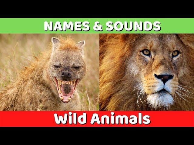 Learn Wild Animals Names and Sounds for Kids | Learning Wild Animal Names and Sounds for Children