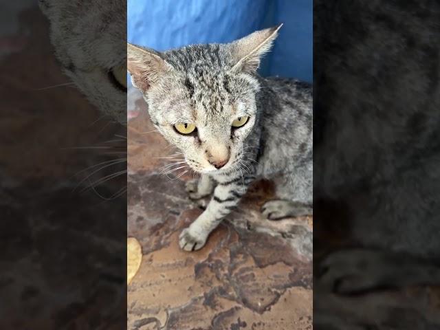 So cute  my cat #love #trending #cat #like #follow #music #explorepage #gaumata #instagood