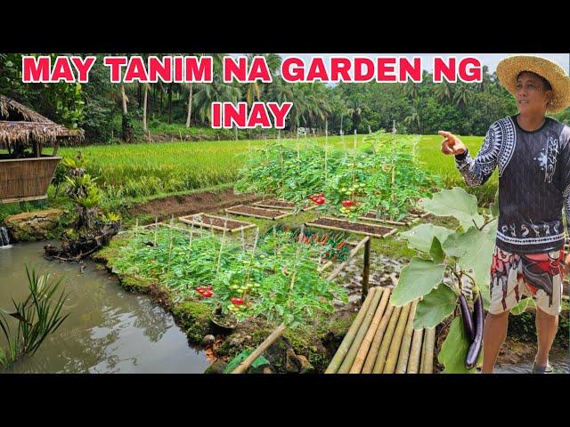 May Tanim na Garden ng inay Kamatis Talong sili panigang at Bell pepper 🫑 ...Matutuwa ang inay nito