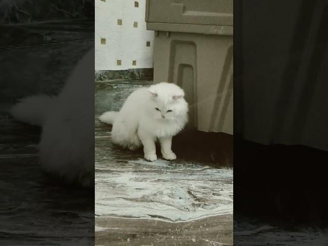 ️‍🩹"Whiskered Wonder: Elegance on Four Paws "#viralvideo #cat #prettyfunny