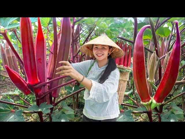 Video Full: 60 Days Harvesting OKRA FLOWER, Harvesting COCONUT...Making garden / Cooking