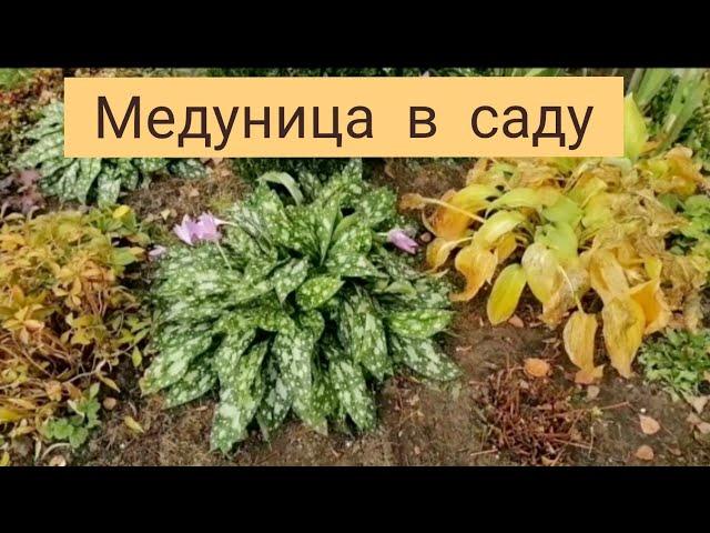 Медуница в саду.