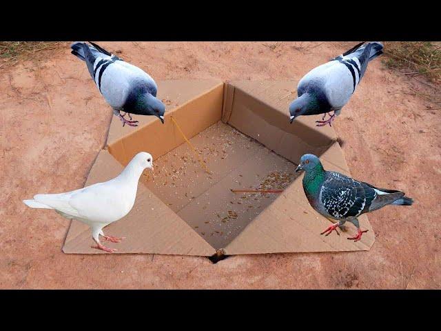 Easy Creative Underground Quick Pigeons Trap Using Paper Box - Easy Bird Traps