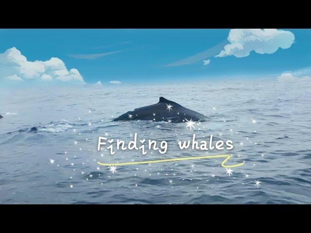 October 2020 Whalewatching in Sydney 悉尼寻鲸记（2）