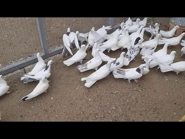 #BAKU #PIGEON   Бакинские голуби Гасанова Гасана в Баку!