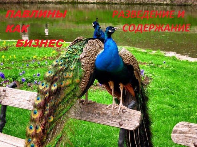 ПАВЛИНЫ/РАЗВЕДЕНИЕ ПАВЛИНОВ/СОДЕРЖАНИЕ ПАВЛИНОВ/peacocks, peacock breeding/ the contents of peacocks