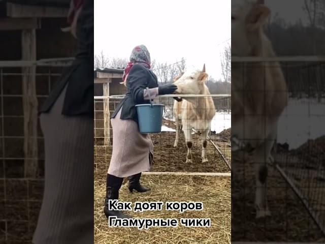 Как доят коров  гламурные чики 