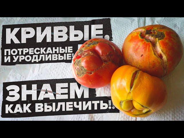 ВЕРШИННАЯ ГНИЛЬ, БЕЛОЕ ПЯТНО и КРИВЫЕ ТОМАТЫ. ЛЕЧИМ ТОМАТЫ ПРАВИЛЬНО!