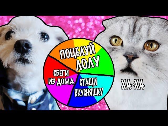 СОБАЧЬЕ КОЛЕСО ФОРТУНЫ ОТ КОТОВ! СЛОЖНЫЕ ЗАДАНИЯ + ПОДАРОК