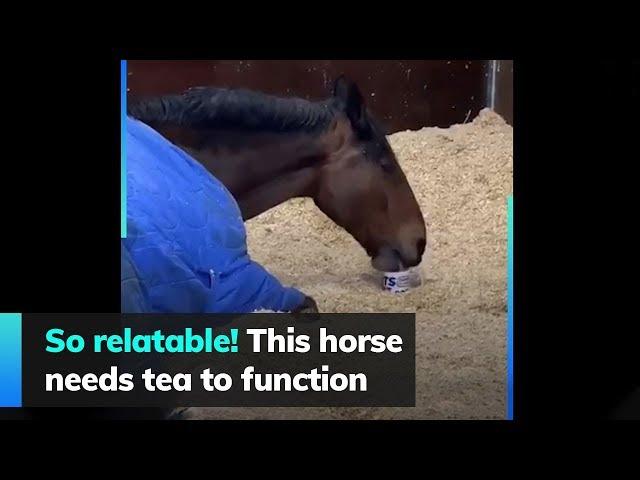 So relatable! This horse needs tea to function