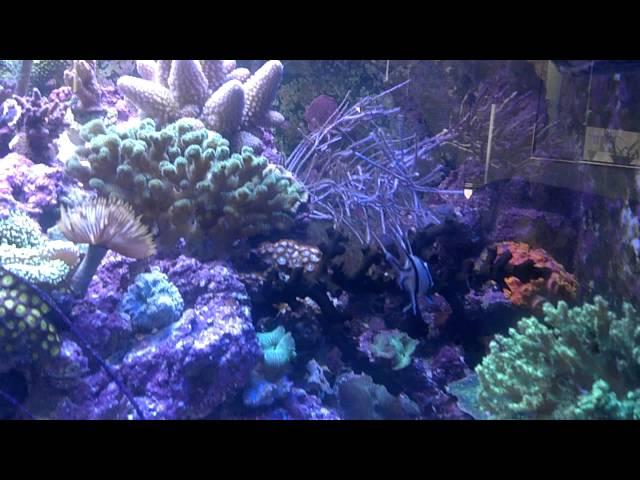 Brett's 40 gal. Reef tank