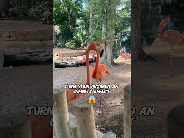 Whoa flamingo island #aifilter #filter