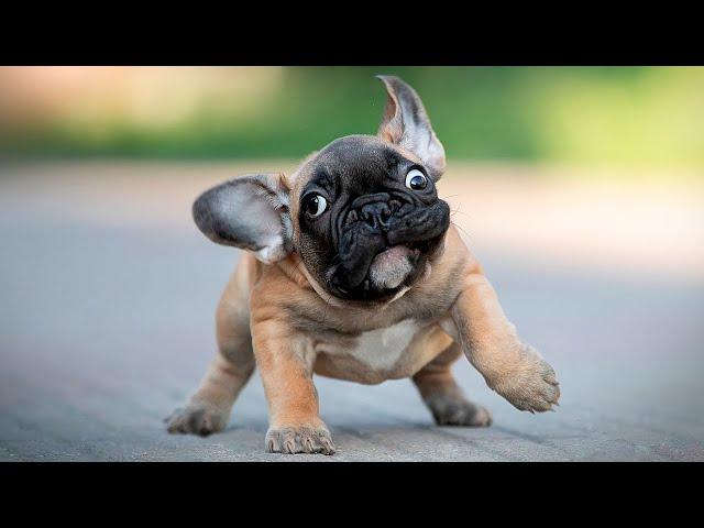 The Best and  Funniest French Bulldogs  Moments (Compilation)