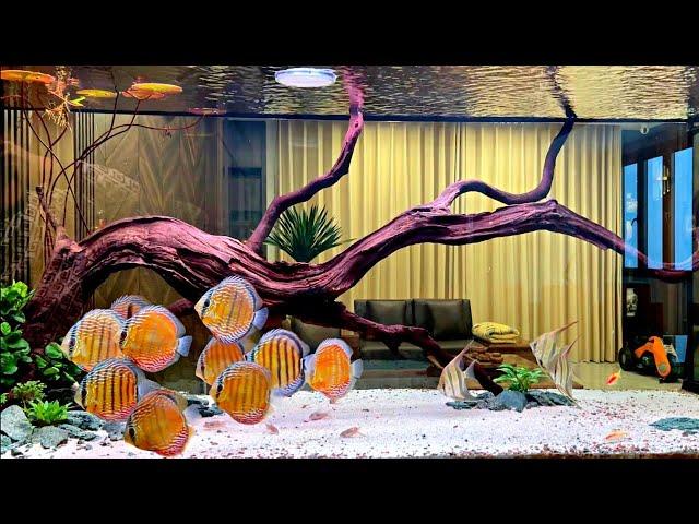 Super Cleanest Freshwater Discus Tank and Beautiful Angelfish Tank Mates