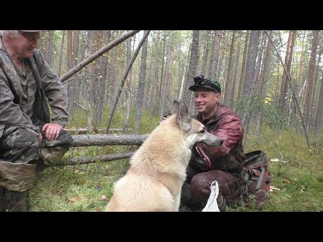 Вот и по боровой открылись. Выводки попрятались. Охота осенью на рябчика с манком.