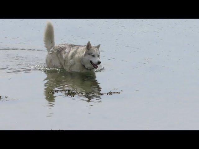 Hot HUSKY enjoys a dip to cool his MELTING FLUFF ~ Estuary views ~ birds