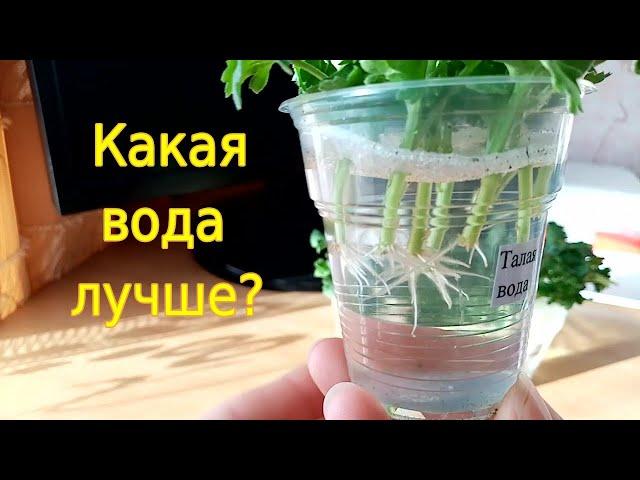 Черенкуем мультифлору. В какой воде лучше укоренять?