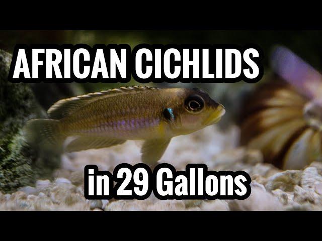 Top 5 African Cichlids in a 29 Gallon Aquarium