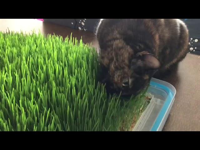 Cat eating grass ASMR