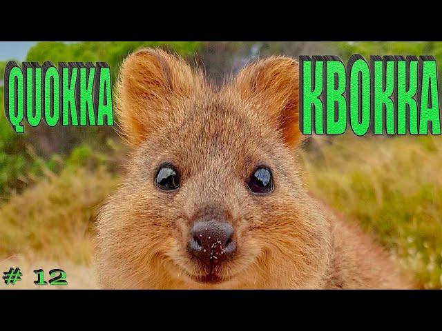 Подборка видео. выпуск 12. КВОККА. Compilation funny videos with Quokka №12