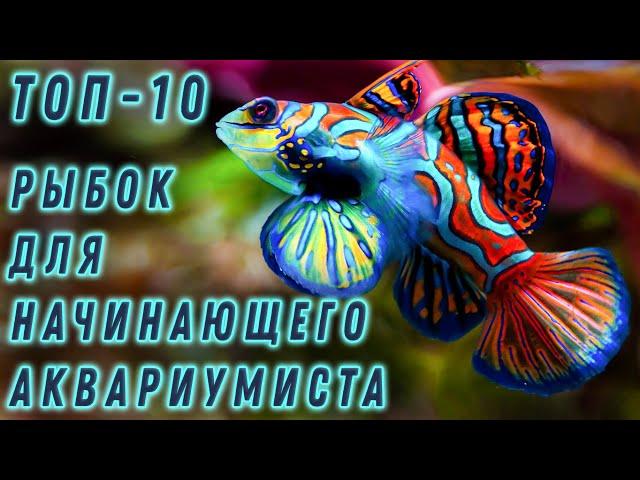 Топ - 10 рыбок для начинающего аквариумиста