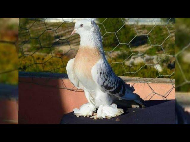 Друзья Вот Это Ролик Все Голуби Игровые.Pigeons Этом Кайф