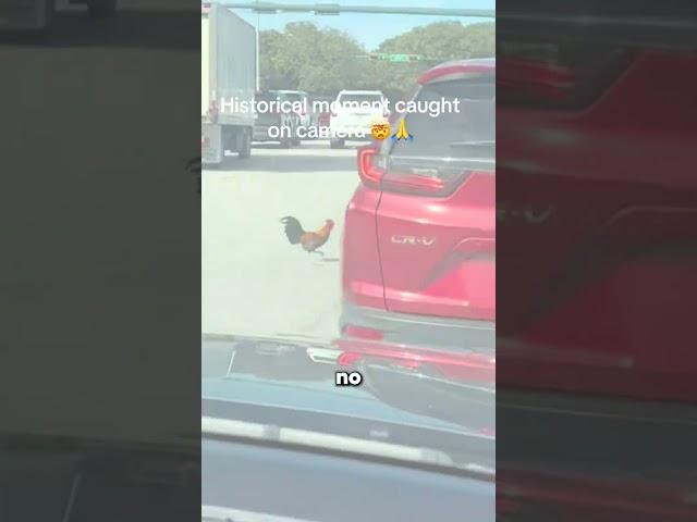 This Chicken Risk his Life