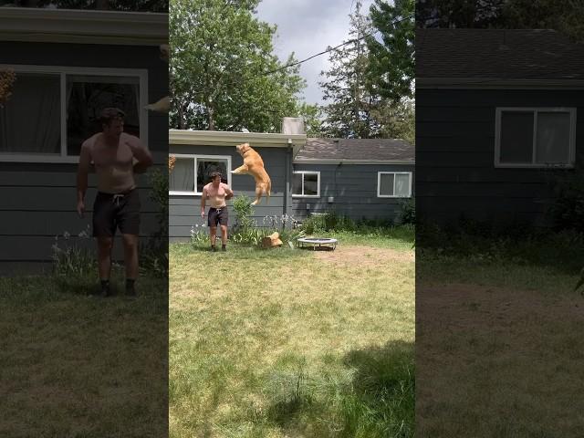 Adorable puppy loves his trampoline #dogsofyoutube #goldenretriever #puppy