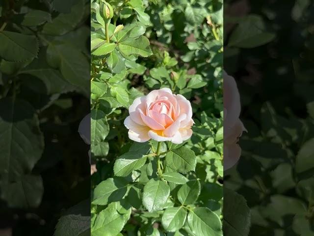 Жаркий август в Алматы. Пешком по центру города. Алматы. Казахстан. Almaty. August 2023. Kazakhstan.