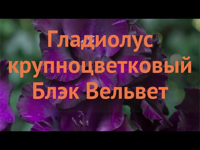 Гладиолус крупноцветковый Блэк Вельвет  обзор: как сажать, луковицы гладиолуса Блэк Вельвет