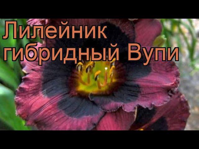 Лилейник гибридный Вупи (hemerocallis)  лилейник Вупи обзор: как сажать рассада лилейника Вупи