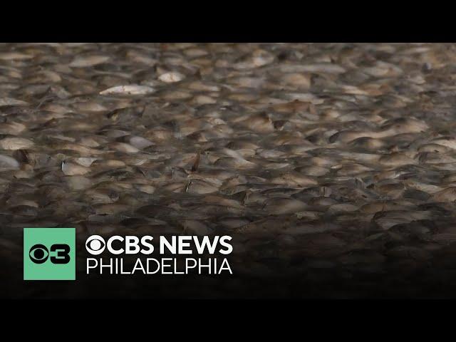 NJDEP says poor water quality is to blame for massive fish kill in Little Egg Harbor