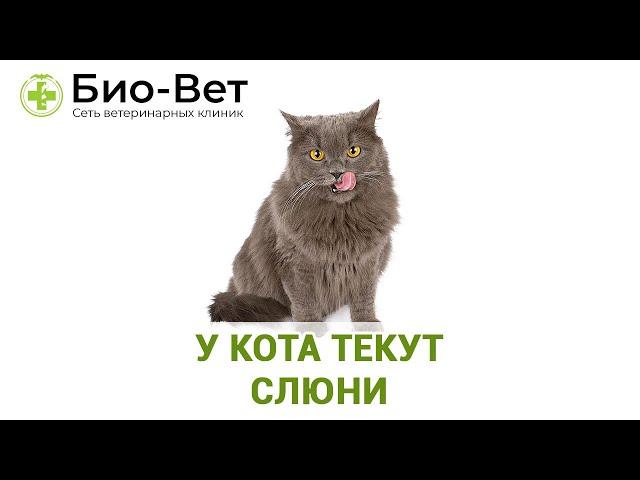 У Кота Текут Слюни - Причины и Что Делать // Сеть Ветклиник Био-Вет