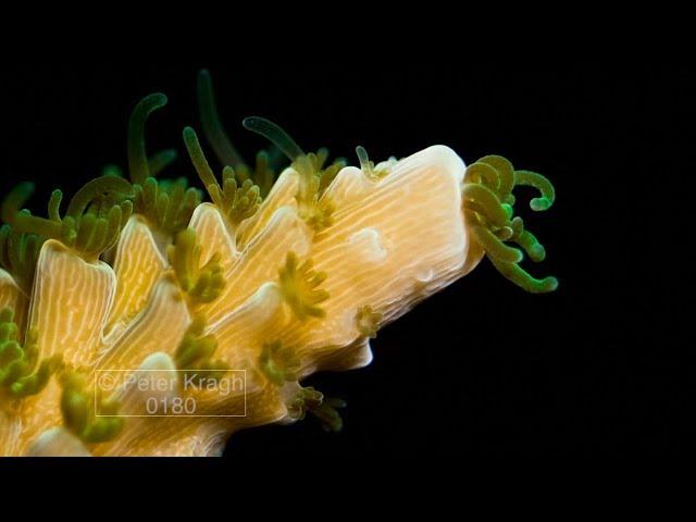 Time lapse of staghorn hard coral growing, close up of polyps